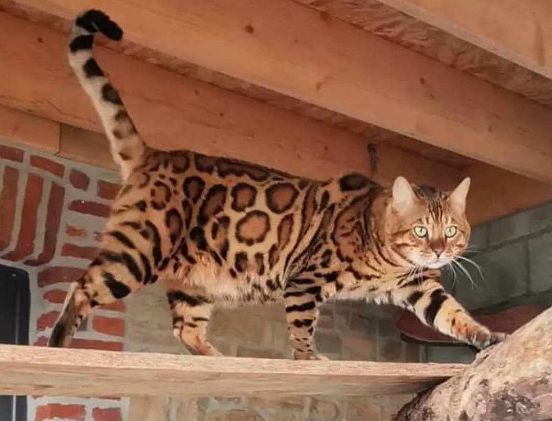 chat bengal adulte