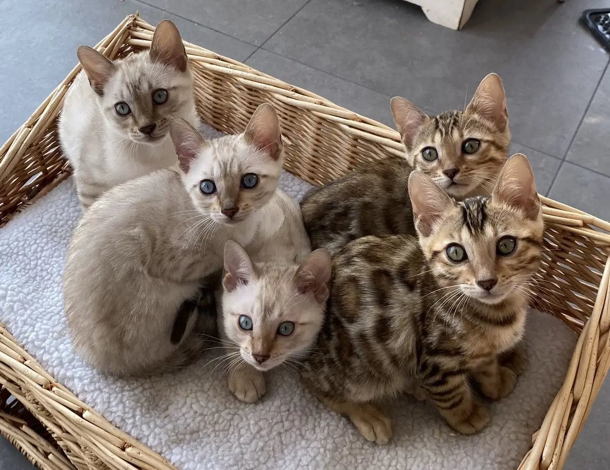 chatons portée brown spotted snow