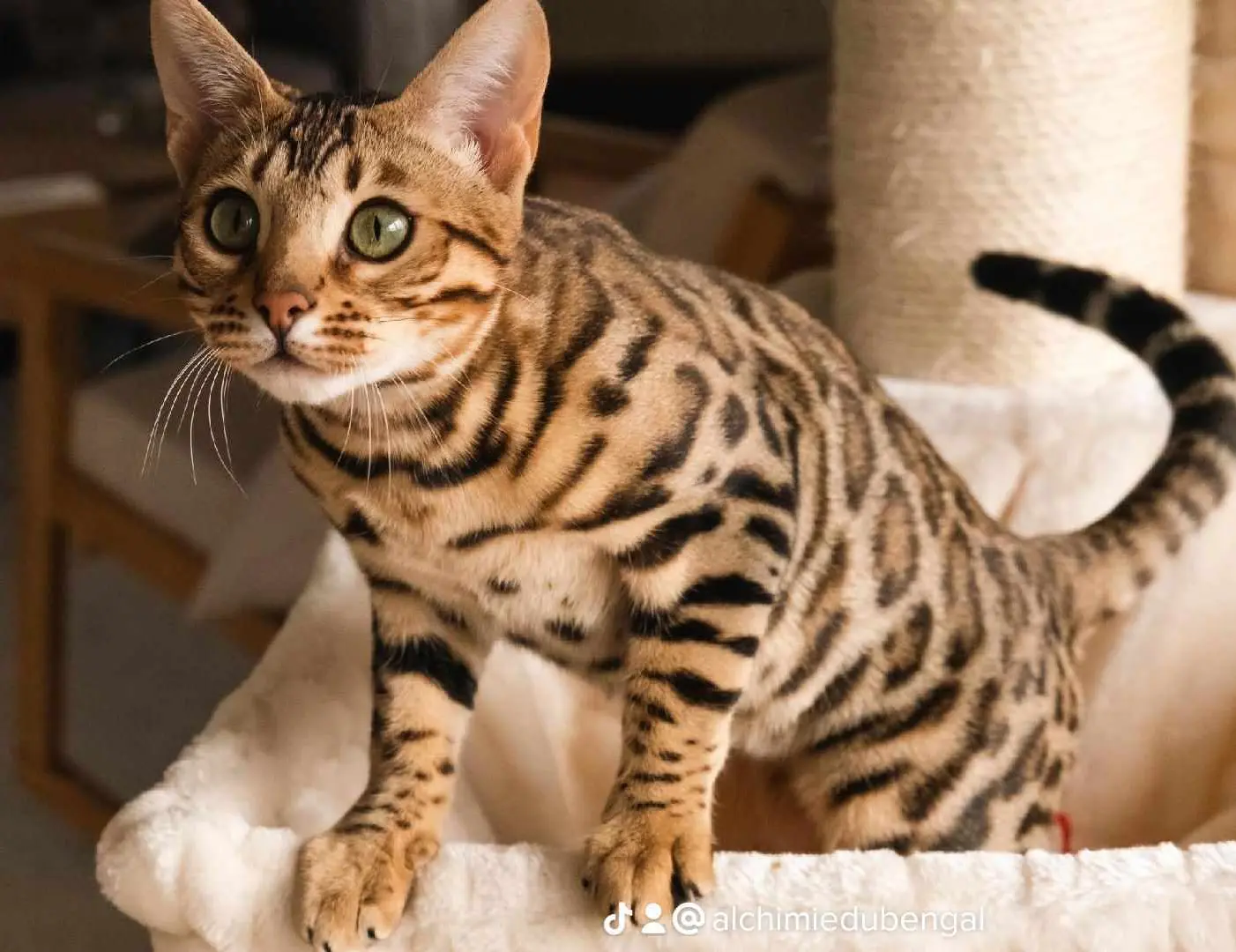 chat bengal race