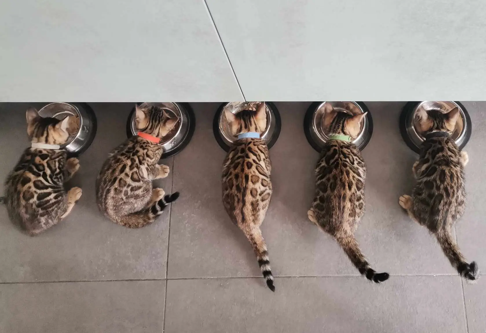 chat chaton bengal belgique spotted