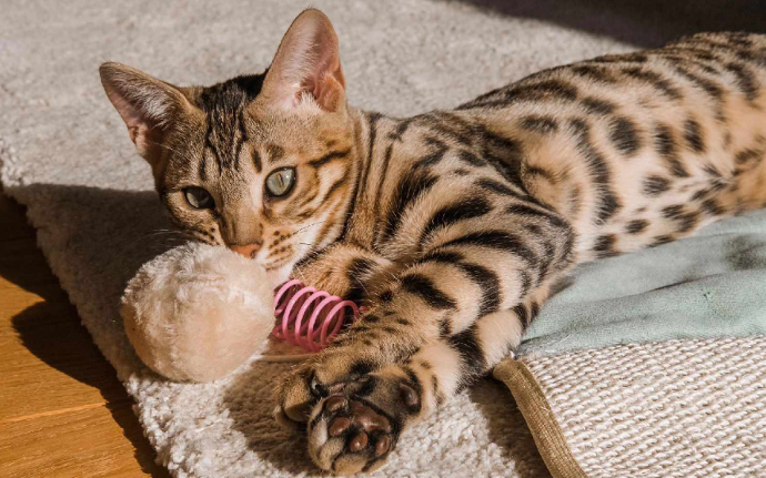 chat chaton bengal belgique