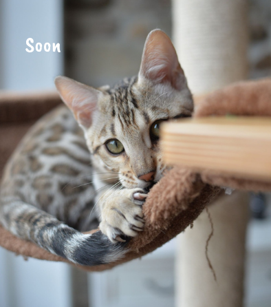 soon alchimie bengal belgique