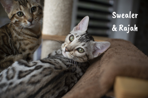 Swealer Rajah bengal alchimie belgique