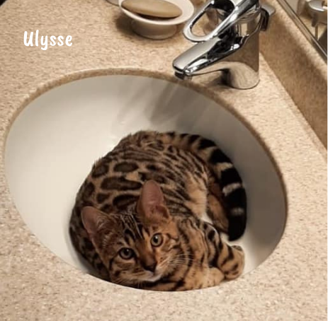 Ulysse alchimie bengal belgique