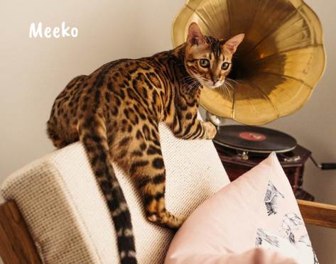 meeko bengal belgique alchimie