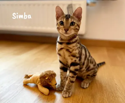 Simba bengal belgique alchimie