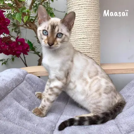 maasai bengal alchimie belgique
