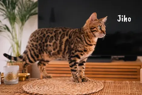 jiho bengal belgique alchimie