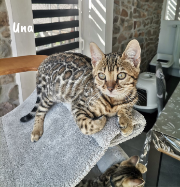 una alchimie bengal belgique